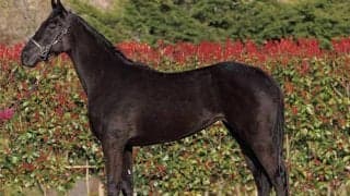 アカイイトの半妹エンムスビが23日初陣 姉の主戦が勝利に導くか