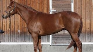 セレクト1億4500万円の良血馬が中京で初陣 レイデオロ産駒の初勝利なるか 