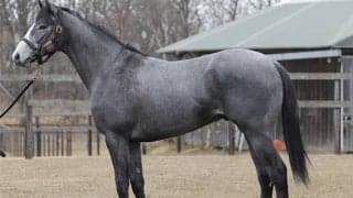 ダービー3着ハーツコンチェルトの半弟が初陣 鞍上は兄の主戦松山弘平騎手