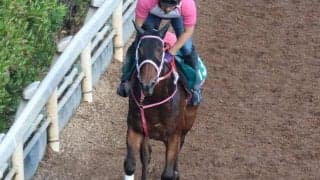 デナリハイウェイなど、先週のゲート試験/栗東トレセンニュース