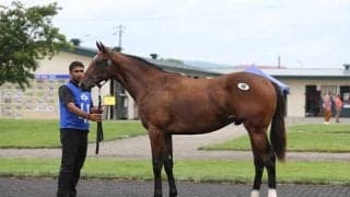 キズナ産駒に9000万円など4頭が5000万円超え セレクションセール2023