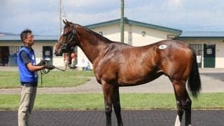 シニスターミニスター産駒が税込で“億超え” 4000万円以上の落札は13頭