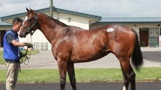 売却率は過去最高の93.3％ セレクションセールがスタート