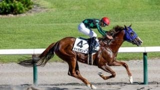 【アイビスSD展望】夏の新潟の名物重賞、パワー型にアドバンテージあり