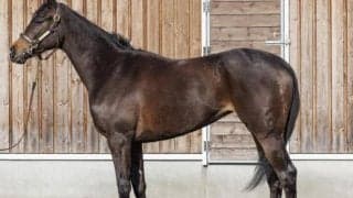 GI馬サリオス＆サラキアの妹が8月5日新潟マイルデビューへ 陣営「いい馬です」