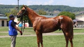 2日間の売却総額は62億1137万円 セレクション史上最高を記録