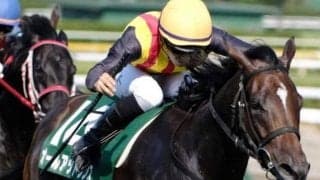 5歳牝馬が強いアイビスSD！ 今年はそれぞれ狙い目ありの実力派揃う