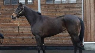 兄はサリオス、姉はサラキア。良血サフィラは夏のデビューから出世街道に乗れるか