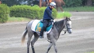 コガネノソラが土曜新潟で初陣 叔母は香G1覇者ウインマリリン/関東馬メイクデビュー情報