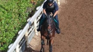 アルシンダガなど、先週のゲート試験/栗東トレセンニュース