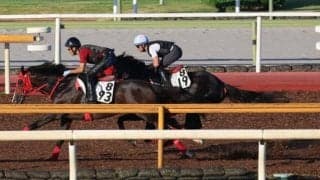 サンライズホーク、クラスターC追い切り速報/栗東トレセンニュース