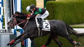 本命党も穴党も要注目のデータ レパードSは520kg以上の超大型馬が大活躍