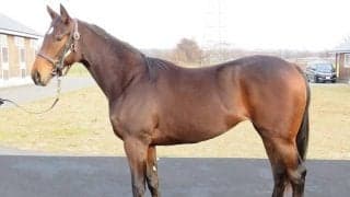 近親にはジオグリフなど  “砂の女王”の初仔が19日小倉でデビュー予定