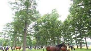 セレクトに続きセレクションでも価格高騰 サマーセールでも好況は持続するか