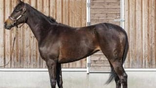 【JRA新馬戦】サリオスの全妹サフィラ、スタニングローズの半弟ローザサンリヴァルなどがデビュー