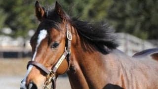 桜花賞馬ハープスターの半弟 日曜札幌5Rでデビュー