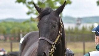 ドゥラメンテの全姉を母にもつ超良血馬がゲート試験合格 宮田師も期待のコメント「牝馬らしからぬ馬体」