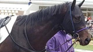 【日曜新潟3R予想】距離短縮で巻き返しへ “3度目の正直”で初Vだ