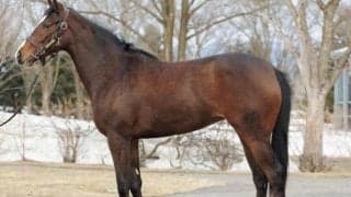 【JRA新馬戦】イクイノックスの妹ガルサブランカ、イツモハラペコの妹イエデゴロゴロなどがデビュー