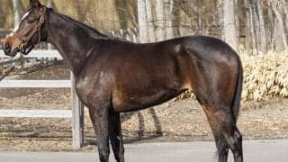 イクイノックスの半妹が土曜新潟5Rで初陣 兄の主戦に手綱を託す