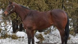 ドウデュースの半妹ダストテイルが待望のデビュー 土曜新潟7Rの芝1800m戦