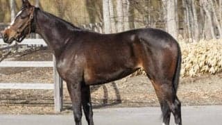 【今日の注目ポイント】小倉開催がスタート 新潟でイクイノックスの妹デビューなど