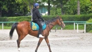 ポテンシャルの高さ見せるウインマクシマム ジョッキーも常に好感触/関東馬メイクデビュー情報