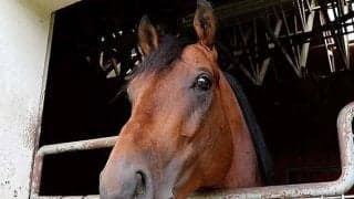 エフフォーリアの新生活を覗いてみた 馬にもスタッフにも優しい「器の広さ」が取り柄