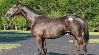 サマーセール初日が行われる 最高落札馬はキタサンブラック産駒「スルターナの2022」