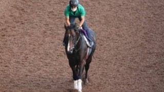 ピクシーナイトなど、先週の入厩情報/栗東トレセンニュース