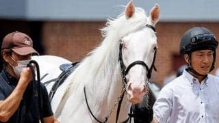 ゴールドシップ産駒の白毛3歳馬アオラキが特別戦に登録 出走すれば連闘＆格上挑戦に