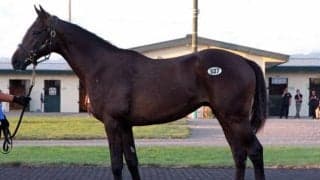 サマーセール2日目が開催 最高価格は3100万円でスワーヴリチャード産駒「ブラックカシミールの2022」