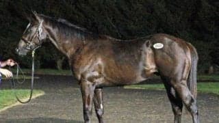 最高額は4200万円でシルバーステート産駒「ミスエンピリカルの2022」 サマーセール3日目