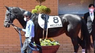 「出馬表に“誤って”競走除外と表示」 当該馬はやむなく競走除外に