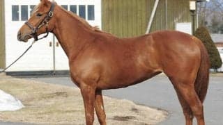 【JRA新馬戦】ファントムシーフの半弟ディスペランツァなどがデビュー