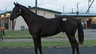 キタサンブラック産駒「バルスピュールの2022」が5400万円 サマーセール4日目終えて最高額