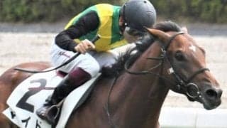 勝ち上がり目指すマイド 今の未勝利では力は一枚上か