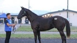 【サマーセール2023】総売上75億円超えのレコード 上場馬1368頭のうち1068頭が売却