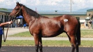 ホッコータルマエ産駒の「コシミノダンサーの2022」に2300万円 サマーセール5日目最高価格