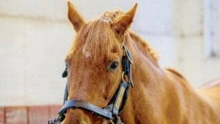 グラスワンダー産駒が全19世代で勝利挙げる 水沢でファイナルワンダーが初白星