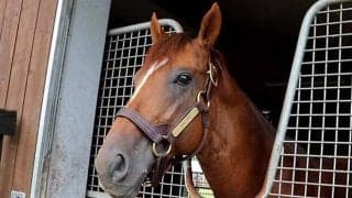 サリオス産駒が合う舞台は？ 日本の大種牡馬×ドイツ名牝系の配合にかかる期待