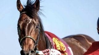 【新潟記念予想】AIが挙げた注目馬の信頼度は？ 直近のパフォーマンスに不安がある馬は過信禁物