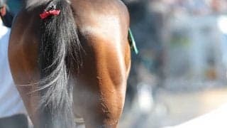 “災害級の暑さ”は競走馬にも大敵 JRAが進める熱中症対策とは？