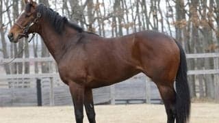 【JRA新馬戦】アエロリットの初仔コンドライトなどがデビュー