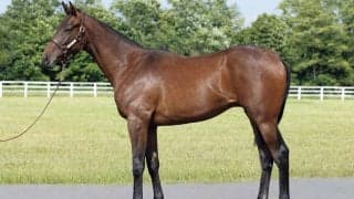 ドウデュース半弟など豪華ラインナップ…インゼルサラブレッドクラブが2023年度募集馬を公開