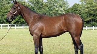 ドウデュースの半弟など20頭 インゼルTCが23年度の募集馬を発表