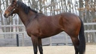 母は17年NHKマイルC覇者 超良血のドゥラメンテ産駒が日曜新潟で初陣