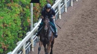 のちの活躍馬が多数 阪神開幕週の新馬戦から目が離せない/関西馬メイクデビュー情報