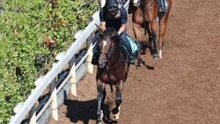 ヴィートマルシェの2021(マルチャレアル)など、先週のゲート試験/栗東トレセンニュース