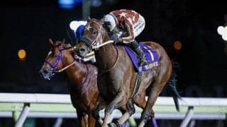 2400mで争われる伝統の一戦 セイカメテオポリスが重賞3連勝へ/大井・東京記念注目馬